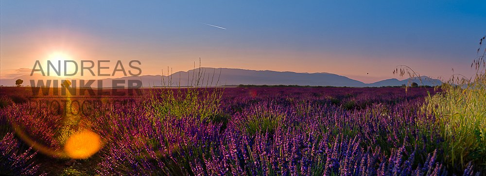 Pano01 - Sonnenaufgang in den Lavendelfeldern am Plateau de Valensole